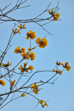 黄花风铃木