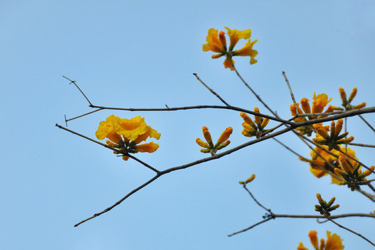 黄花风铃木