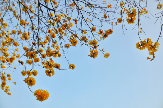 黄花风铃木