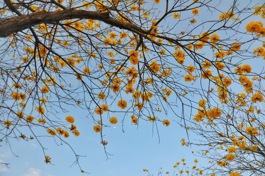 黄花风铃木