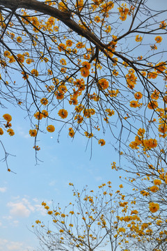 黄花风铃木