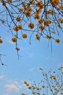 黄花风铃木