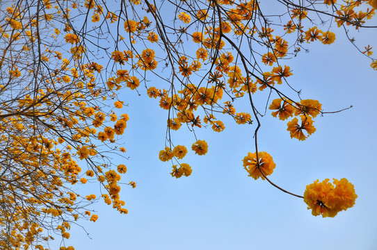黄花风铃木