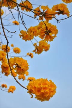 黄花风铃木