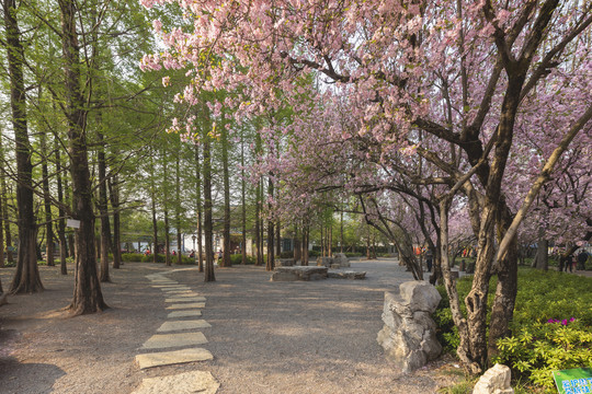 光影垂丝海棠水杉林休闲步道