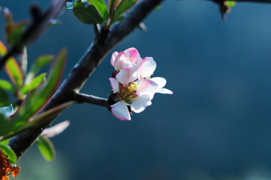 木瓜花