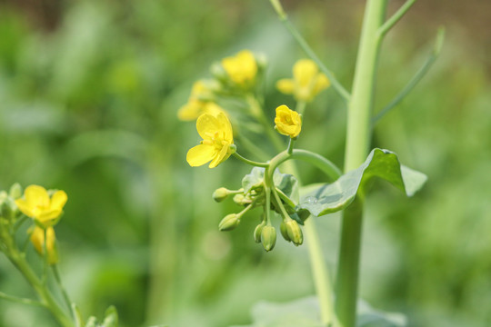 菜花