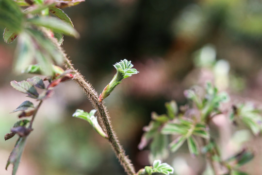 植物