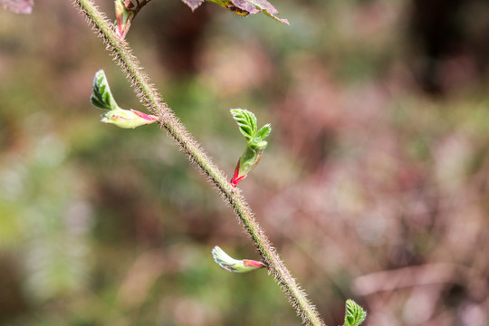 植物