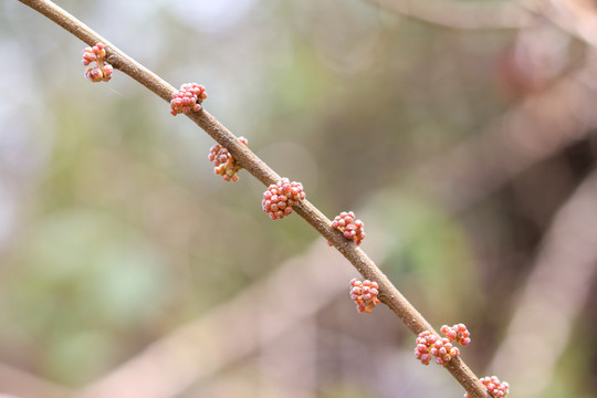 珊瑚礁