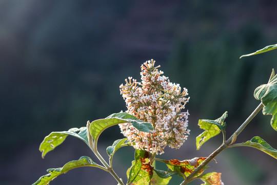 染饭花