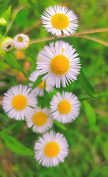 小雏菊