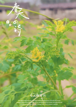 田田拍风景47
