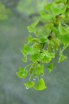 初春细雨水珠的银杏枝叶