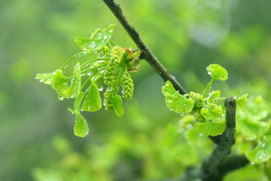 春天细雨水珠的银杏枝叶