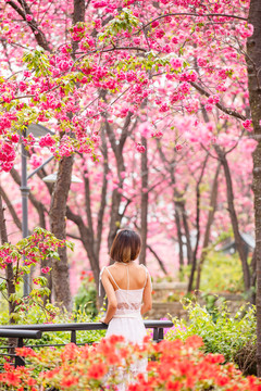 樱花女孩