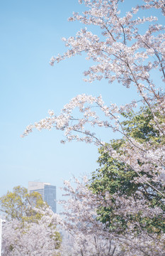 背景是威斯汀酒店的樱花树