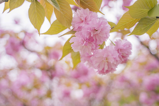 樱花特写