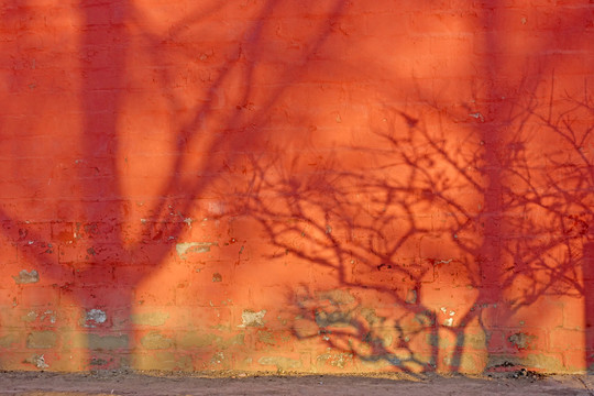 红墙树影