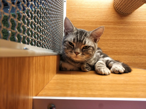 小猫