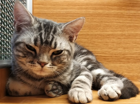 小猫
