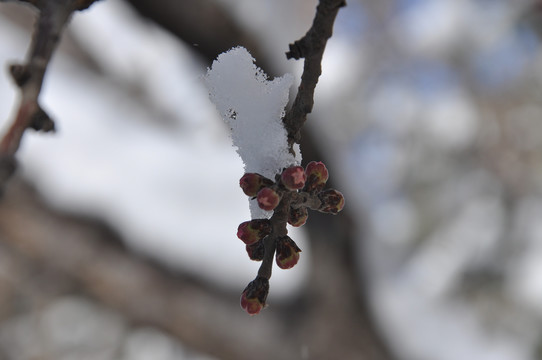 一枝花苞挂春雪