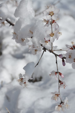 桃花挂雪