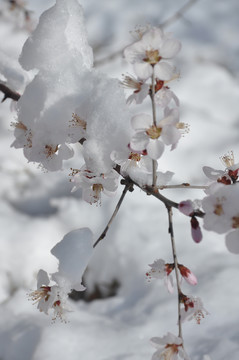 雪瑞桃花春