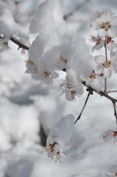 三月春天桃花三月雪
