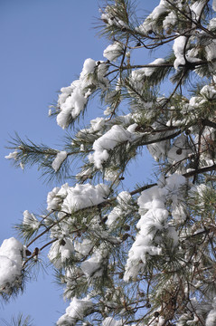 晴空春雪盈青松