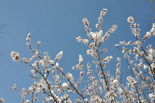 枝头桃花白雪春