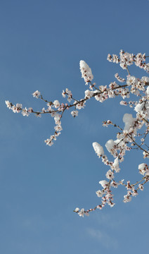 三月桃花枝头雪