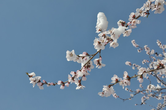 三月桃花晴空雪