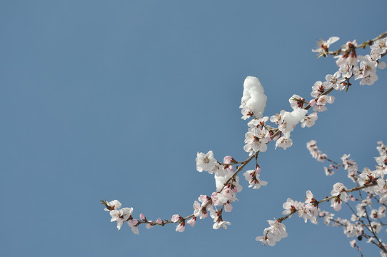 三月晴空桃花雪