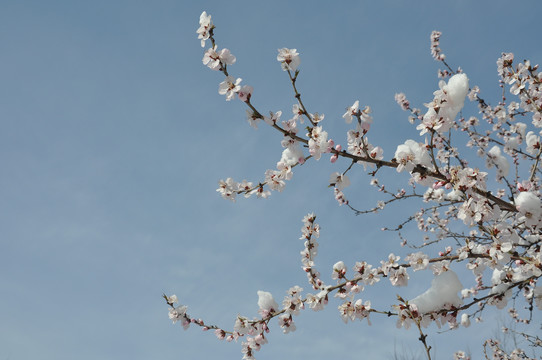 数枝桃花晴空雪