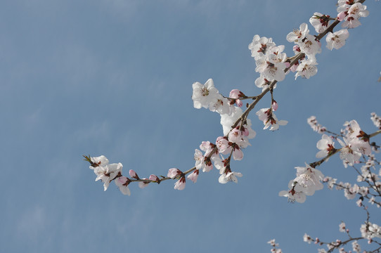 一剪桃花一枝雪