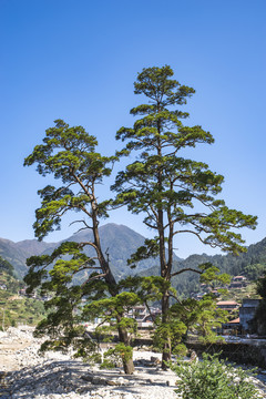 松树