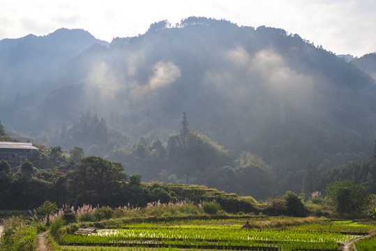 田园田野