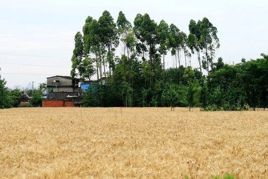 麦田