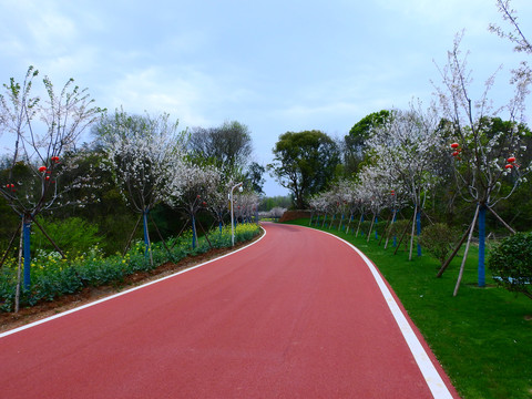 赛城湖绿道樱花