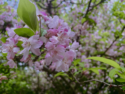 粉色垂丝海棠花朵近景素材