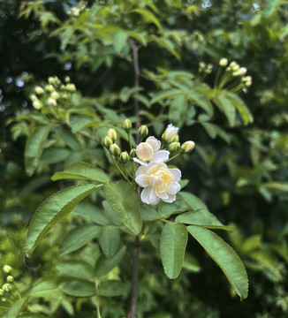 木香花花卉特写近景素材