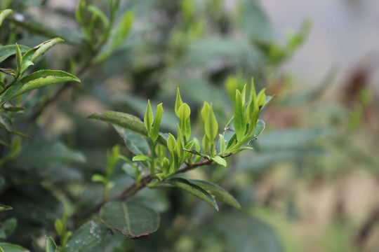 清明茶野生茶