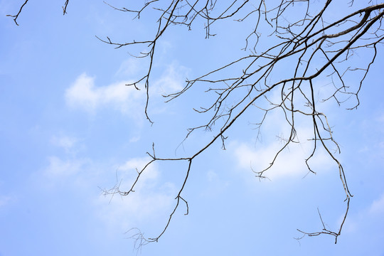 仰拍树枝与天空