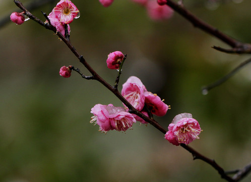 梅花