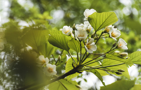 油桐花