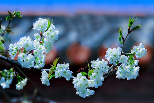 梨花