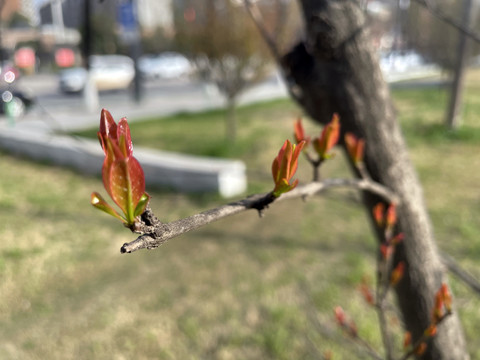 春树木发芽