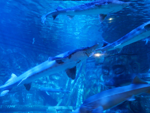 水族馆海底世界鲨鱼
