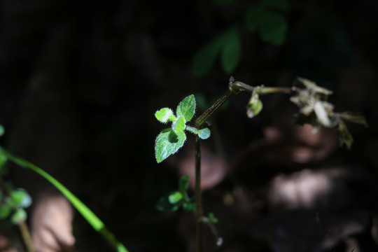 植物